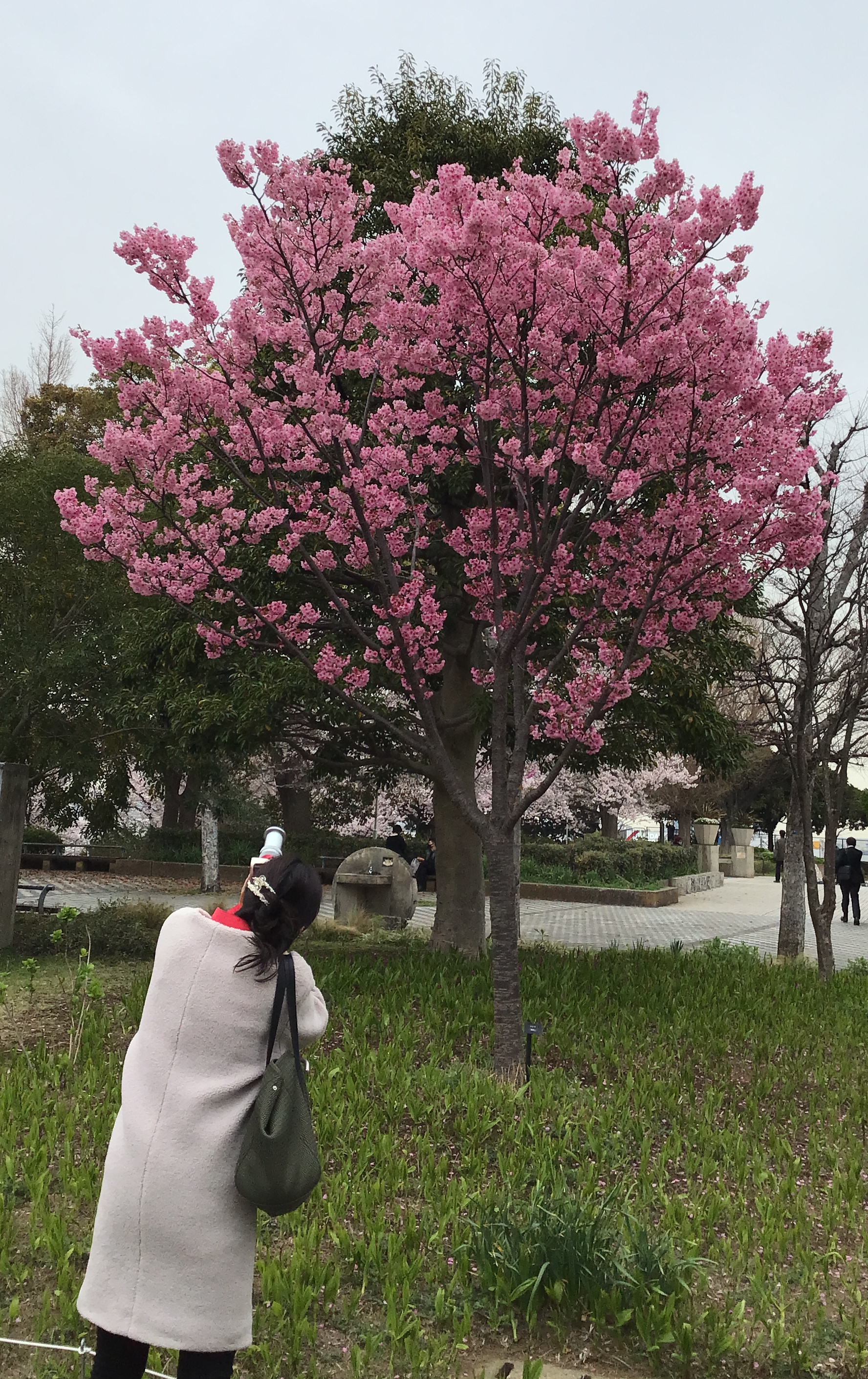 A brightly colored tree in Yokohama